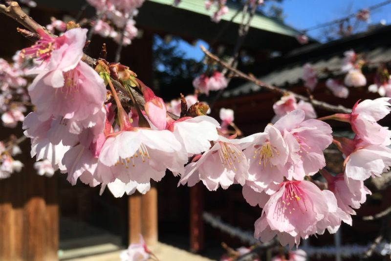 osaka-spring-daytime-cherry-blossom-food-tour-4