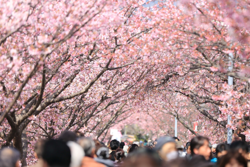 osaka-spring-daytime-cherry-blossom-food-tour-5