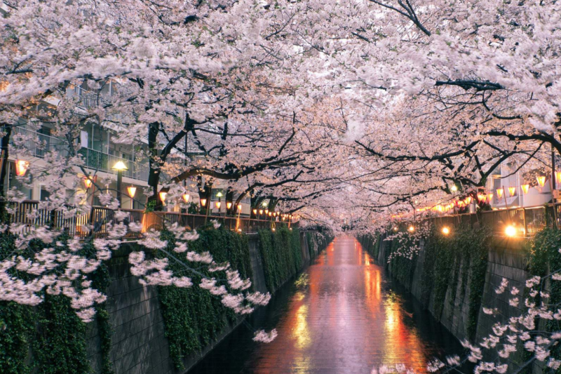 osaka-spring-daytime-cherry-blossom-food-tour-6