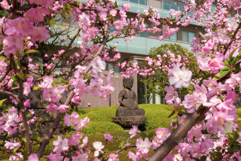 osaka-spring-daytime-cherry-blossom-food-tour-7