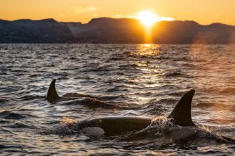 Sunrise Dolphin & Waterfall Experience