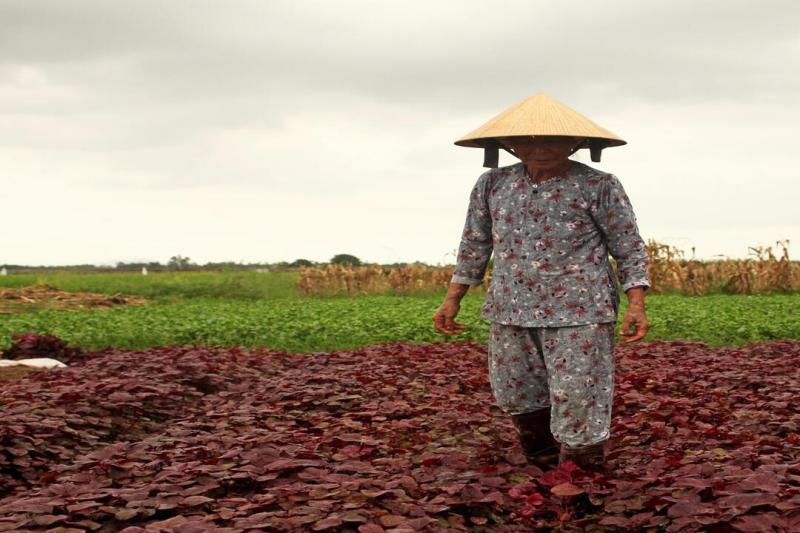 hoi-an-rural-villages-by-vespa-small-group-tour-2