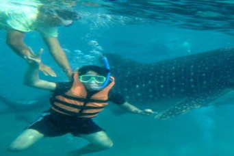 Oslob Whale Shark Swimming & Tumalog Falls