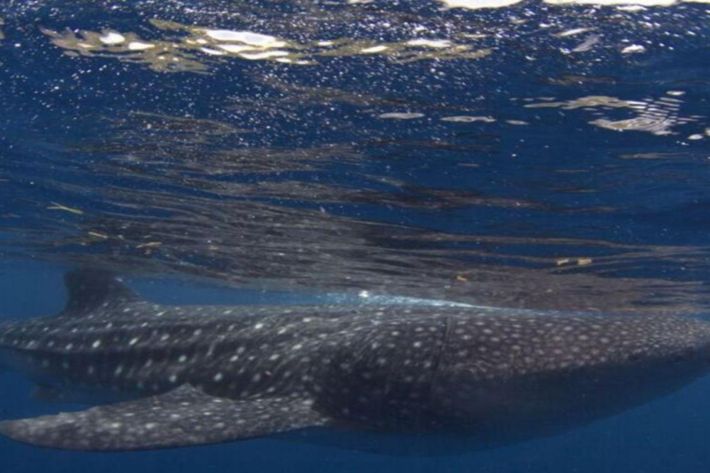 oslob-whale-shark-swimming-tumalog-falls-2