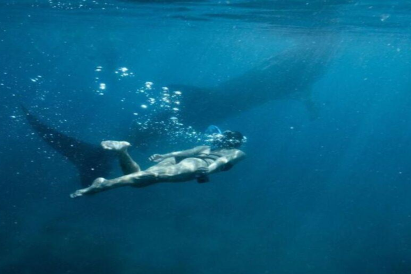 oslob-whale-shark-swimming-tumalog-falls-3