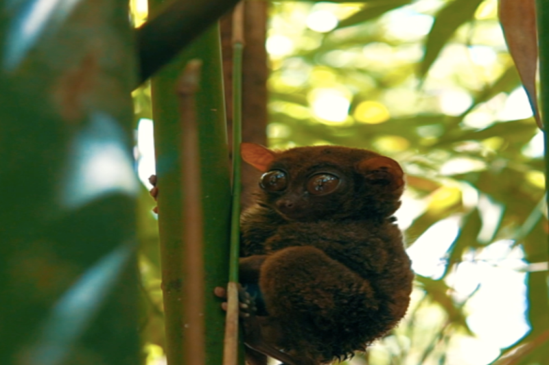 bohol-day-tour-from-cebu-4