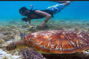 Moalboal Island Tour & Sardine Run
