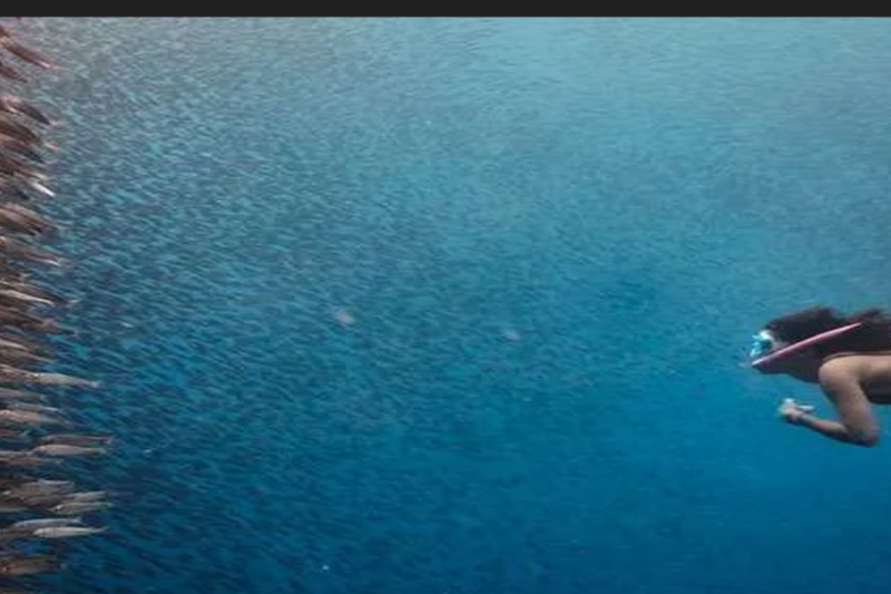 moalboal-island-tour-sardine-run-2