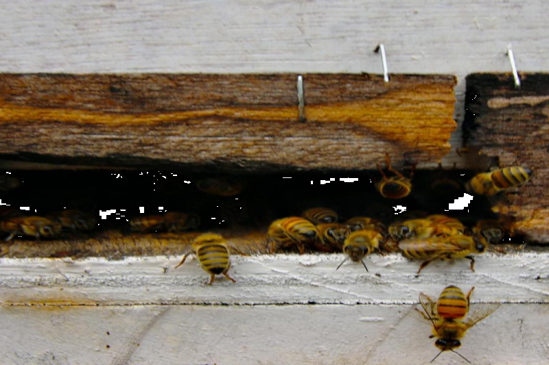moalboal-island-tour-sardine-run-3