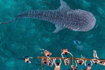 South Cebu & Oslob Whale Sharks