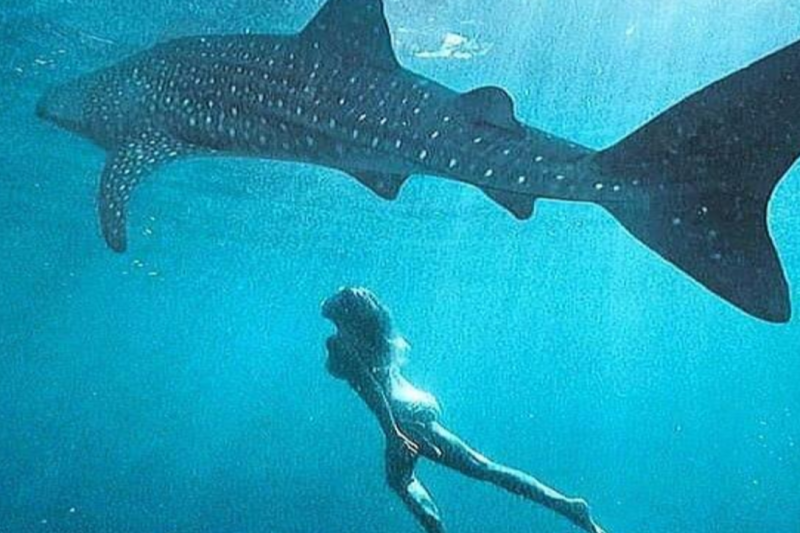 south-cebu-oslob-whale-sharks-3