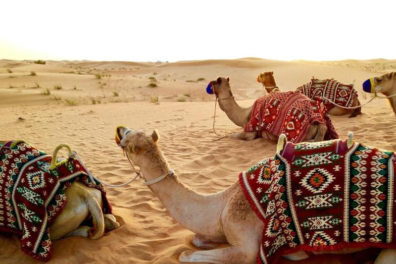 dubai-morning-desert-safari-sandboarding-camels-2