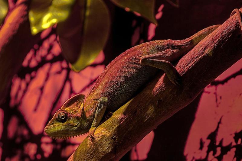 dubai-aquarium-underwater-zoo-6