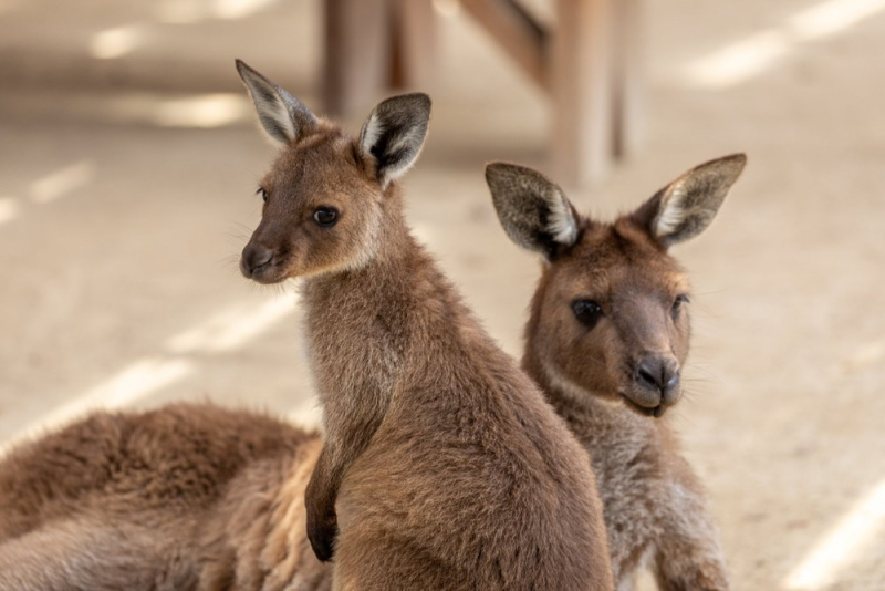 blue-mountain-experience-from-sydney-6
