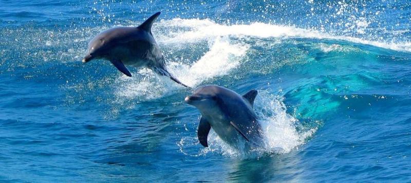 port-stephens-experience-from-sydney-1