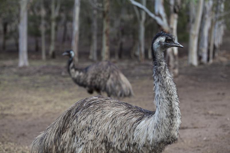 blue-mountains-deluxe-day-tour-6