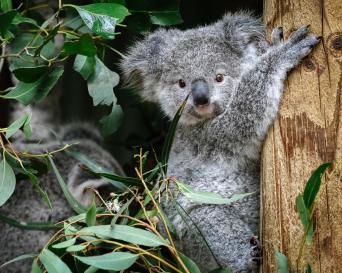 Featherdale Keeper Tour