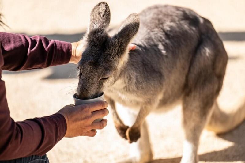 featherdale-keeper-tour-10
