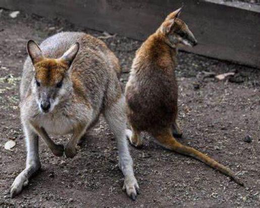 featherdale-keeper-tour-4