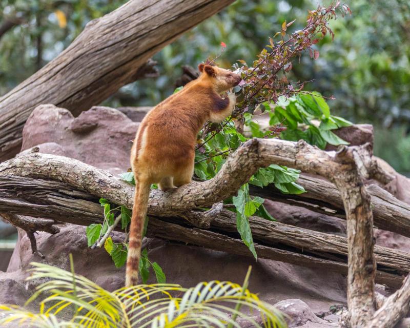 featherdale-keeper-tour-6