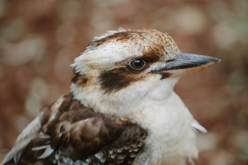 featherdale-keeper-tour-7