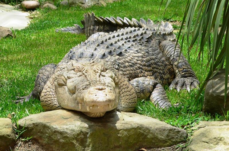 featherdale-keeper-tour-8