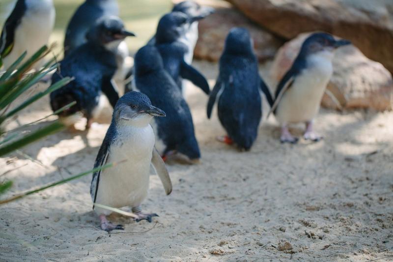 featherdale-keeper-tour-9