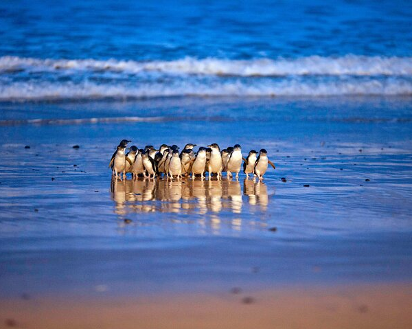 puffing-billy-and-phillip-island-penguin-parade-bu-4