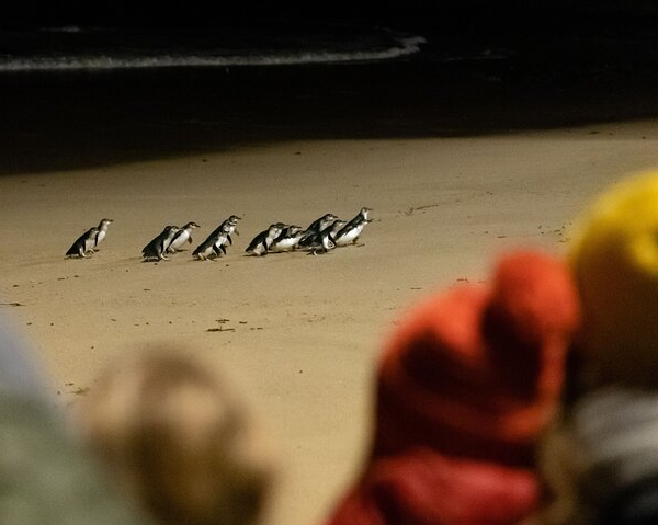 puffing-billy-and-phillip-island-penguin-parade-bu-6