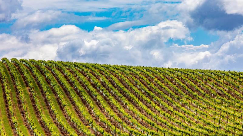 grains-grapes-hunter-valley-5