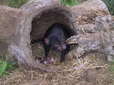 tasmanian-devils-and-richmond-half-day-bus-tour-fr-1