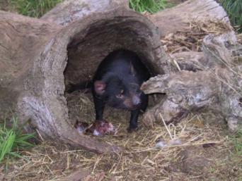 Tasmanian Devils and Richmond Half Day Bus Tour fr