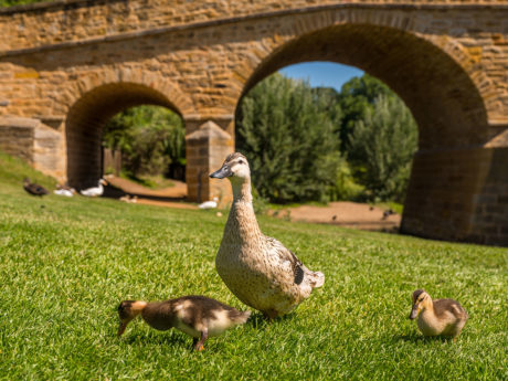 tasmanian-devils-and-richmond-half-day-bus-tour-fr-6