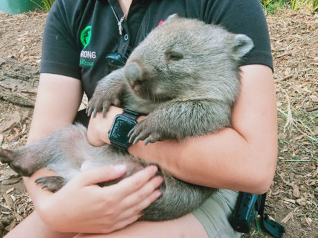 grand-hobart-bus-tour-with-bonorong-wildlife-sanct-1