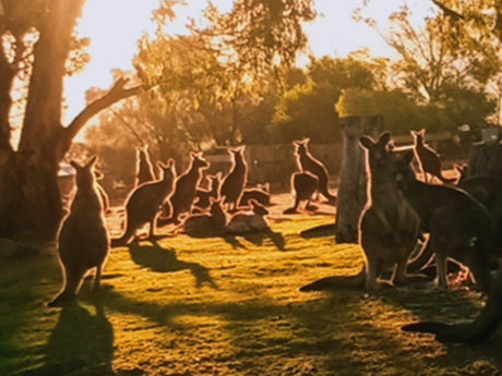 grand-hobart-bus-tour-with-bonorong-wildlife-sanct-5
