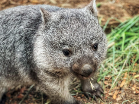 russell-falls-bonorong-wildlife-sanctuary-full-da-5