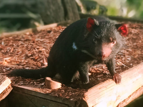 russell-falls-bonorong-wildlife-sanctuary-full-da-6