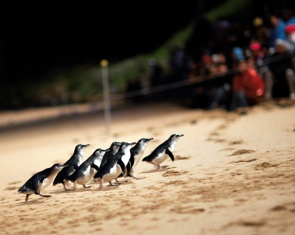 phillip-island-penguin-parade-churchill-island-f-1