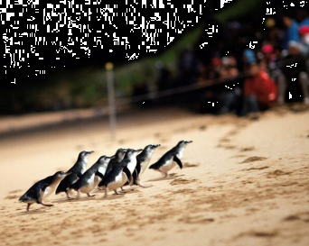 Phillip Island Penguin Parade & Churchill Island F