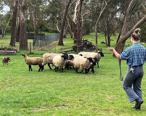 phillip-island-penguin-parade-churchill-island-f-4