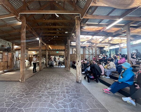 phillip-island-penguin-parade-churchill-island-f-5