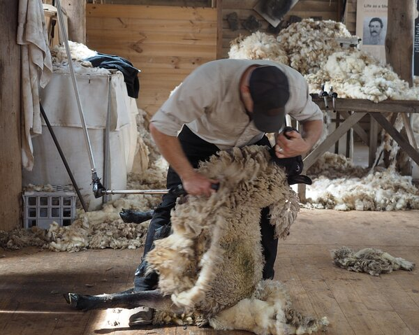 phillip-island-penguin-parade-churchill-island-f-6