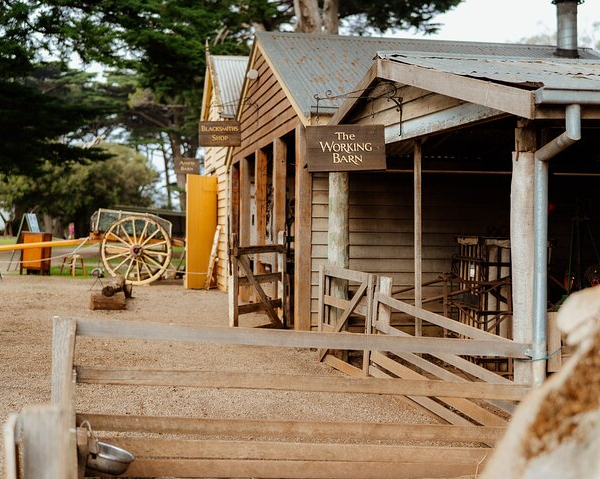 phillip-island-penguin-parade-churchill-island-f-7