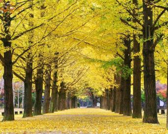 The Alluring Nami Island (Private)