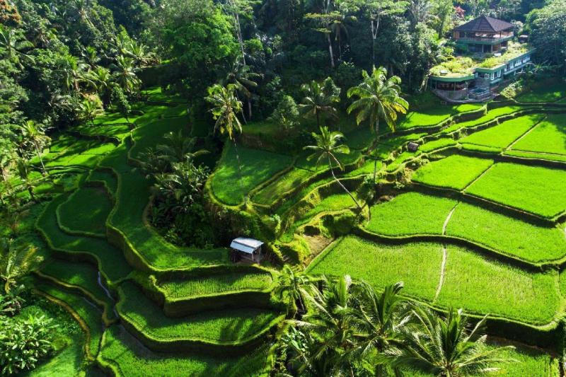 best-of-ubud-with-jungle-swing-4