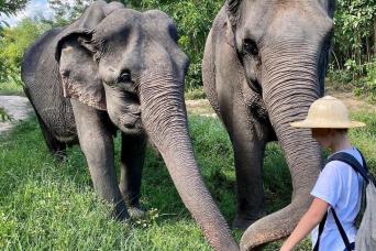 A Morning with the Elephants