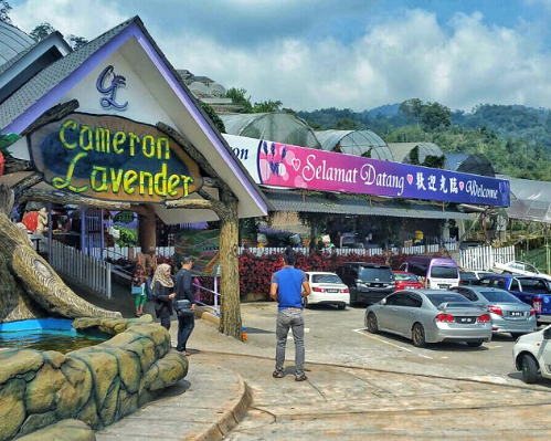 cameron-highlands-1