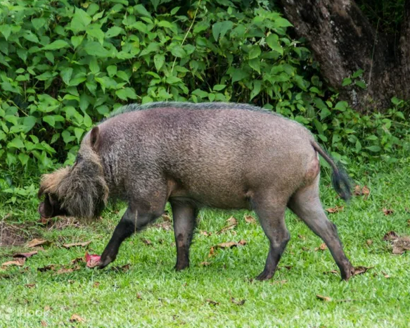 bako-national-park-sic-4