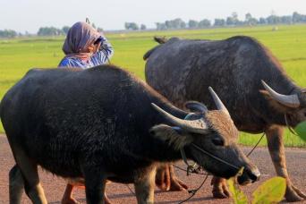A Day in The Khmer Life