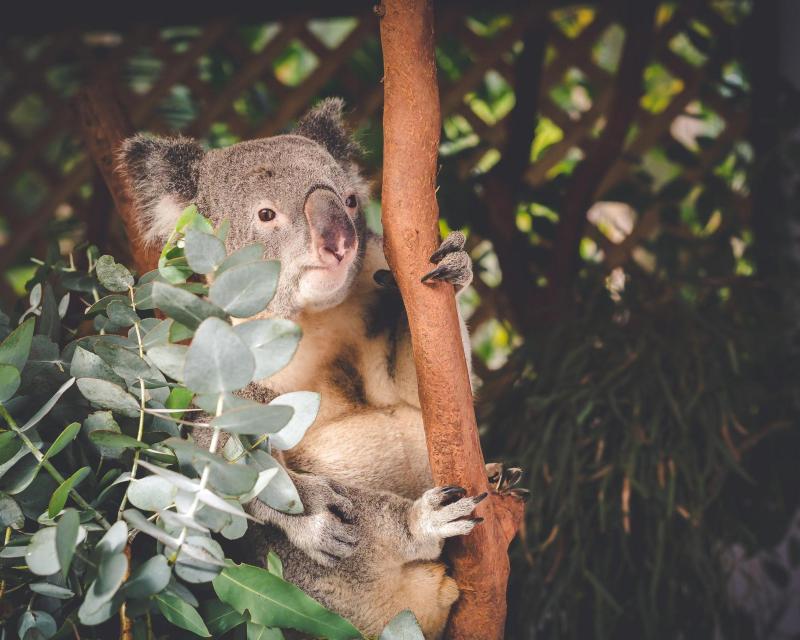 blue-mountains-wildlife-tour-with-bushwalks-5